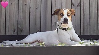 Pup Wiggles Her Nose [Like Bewitched]