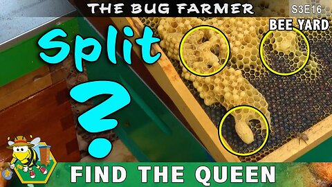 Split a hive to stop a swarm. - The hunt for the Teal Queen results in a change of plans.