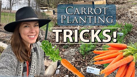 Tricks for Sowing Carrots- Improve Germination & Spacing