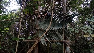 solo survival __ membangun shelter, masak, makan,eksplor, dan tidur nyenyak di hutan _17