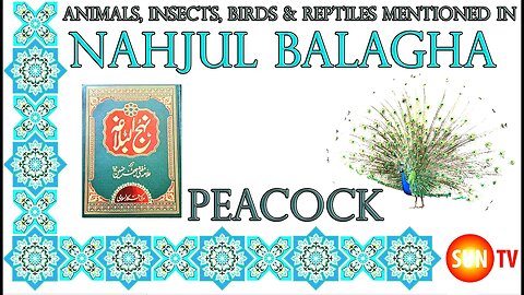 Peacock - Animals, Insects, Reptiles & Amphibians mentioned in Nahjul Balagha (Peak of Eloquence)