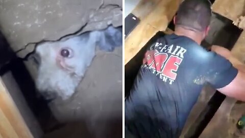 Firefighters rescue dog buried under shed
