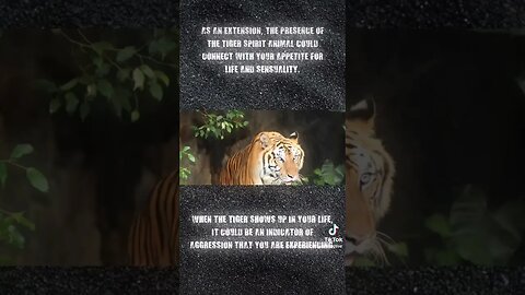 Tiger Spirit Animal Meaning