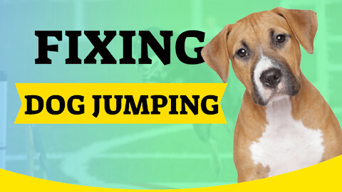 How To Stop Your Dog From Jumping Up With These Simple Tricks