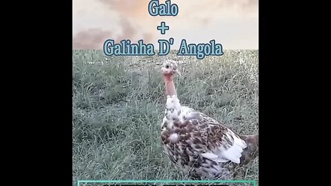 Cruzamanto Galinha com Galinha D' Angola #shorts