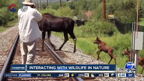 Reminders about interacting with Colorado wildlife