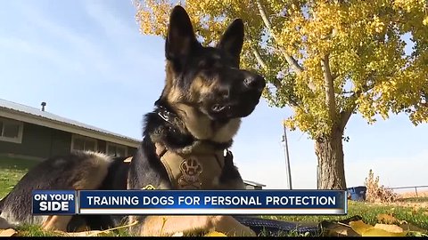 Protection dog training