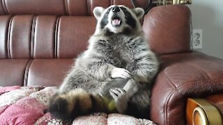 Raccoon sits like a human to eat grapes out of a jar