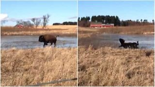 Dancing on ice USA: bison special edition