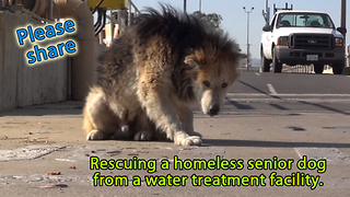 Rescuing a homeless senior dog from a water treatment facility