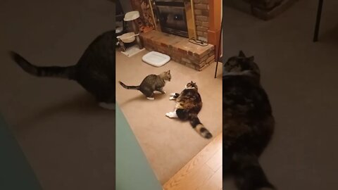 Cat Fight - Fighting Cats