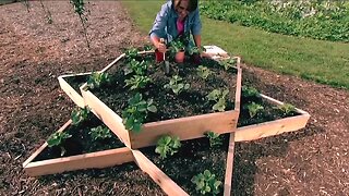 Melinda Meyers growing stawberries