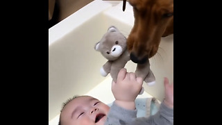 Dog steals baby's toy, baby find it hysterical
