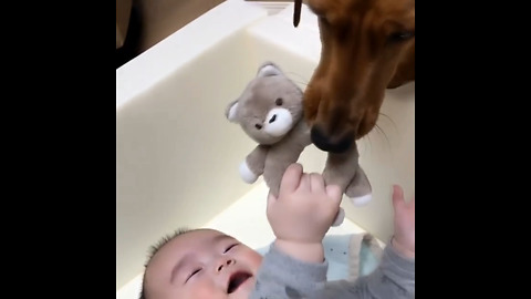 Dog steals baby's toy, baby find it hysterical