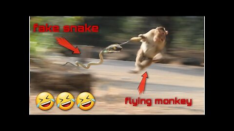 Fake snake prank monkey & dogs/ very funny video