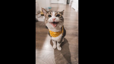🔴 So Cute Cat Funny Video