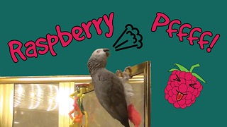 Einstein the Parrot likes to blow raspberries!