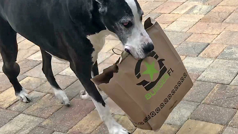 Happy Great Dane Loves to Carry Burger Fi Foodie Lunch to her Katie Cave