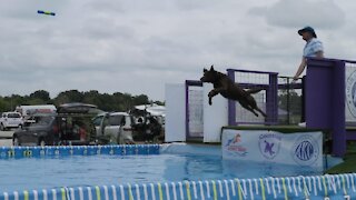 CoolWag Diving Dogs - 2021 Qualifier Splash #2