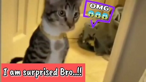 Surprised cat cute expression - latest viral video 2021
