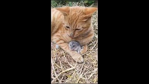 cats playing with rats funny enjoy