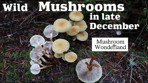 Wild Mushrooms in Late December! Identification and More