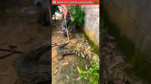 😱how catch the crocodile 🐊 😳 👀 #shorts #crocodiles #viral
