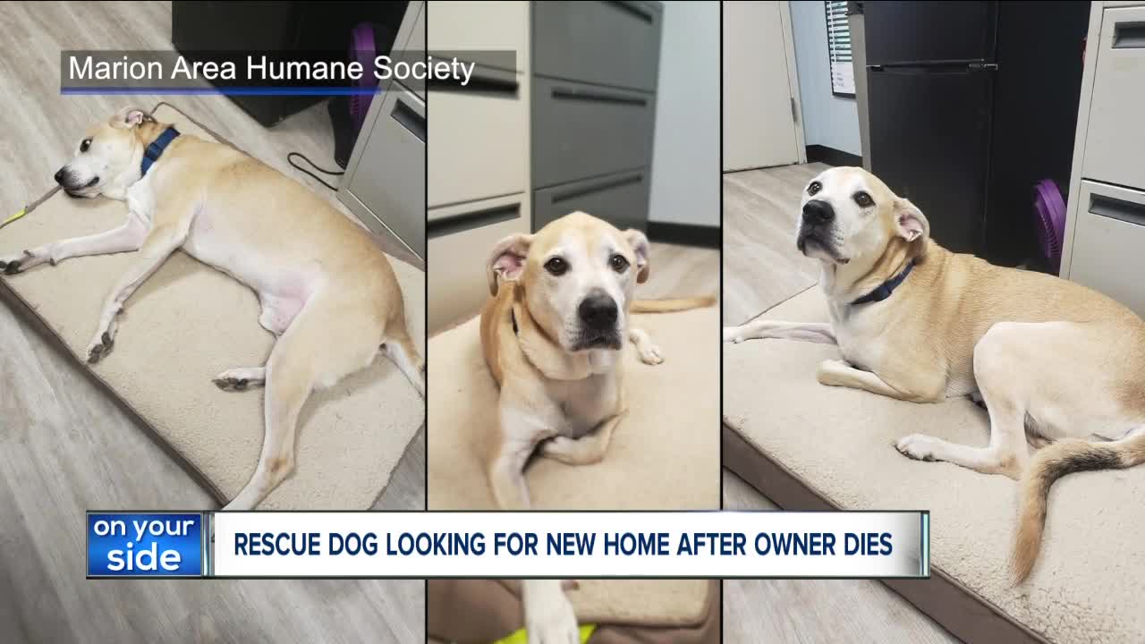Ohio rescue dog returned to shelter after tragic end to first adoption