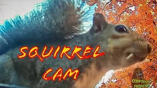 Squirrel Cam 17 - Fall Squirrel Feeding