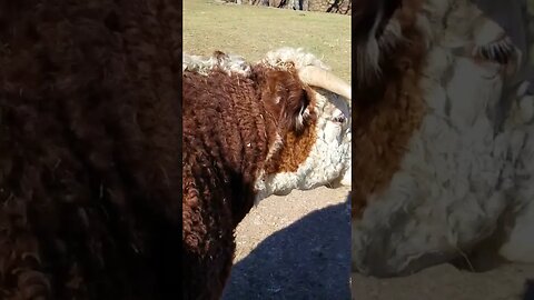 miss the family herd #farming #usa #foryou #animals #viral #viralvideo #shorts #viralshorts #fyp