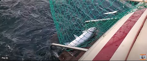 Catching a Salmon - Lake Ontario Canada