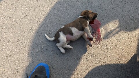 Rescue the poor little dog that was in an accident on the highway. Miracle of God