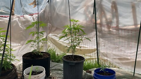 dr oz sucks dhp greenhouse #marijuana shortage cannabis dry supply costs exponetial