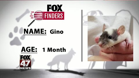 FOX Finders Pet Finder - Gino