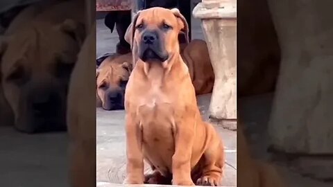 Boerboel Puppy on guard duty #boerboel #doglover #shorts #viral