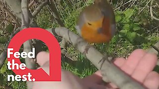 Bird lover has cute way of passing time - feeding robins by hand