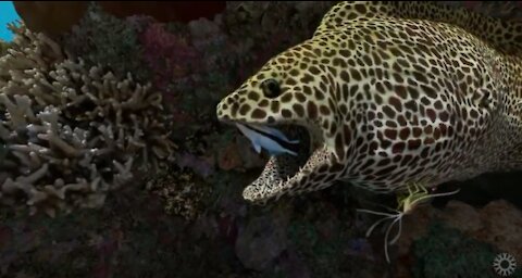 What Animals Live in a Coral Reef? This is amazing