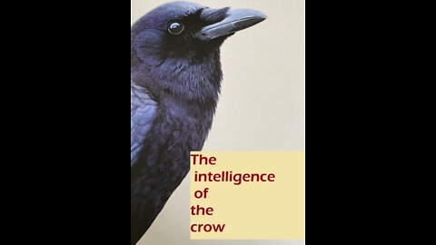 The intelligence of the crow 5