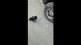 Friendly raven