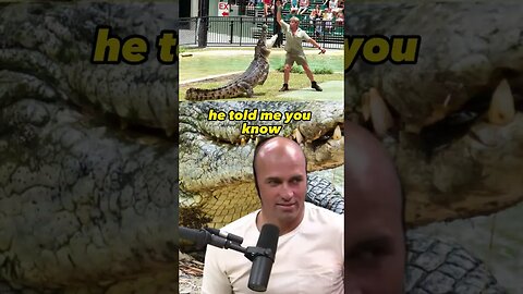 Joe Rogan's reacting to crocodile and Kelly Slater sharing his story about Hand-Feeding a Crocodile