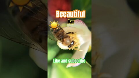 Bees playing in the lemon tree #macrophotography #insect #nature #bees #honey