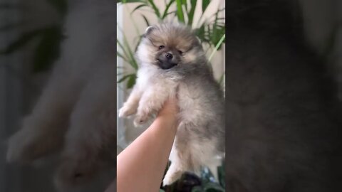 😂 cute dog video 😂, part 141 #shorts