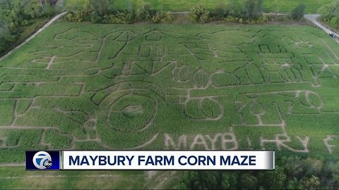 Maybury Farm Corn Maze