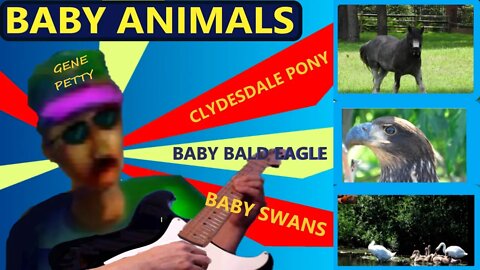 Baby Animals | A Musical Montage by Gene Petty