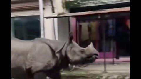 [VIRAL] Rhino Races Down A Street In Residential Area.