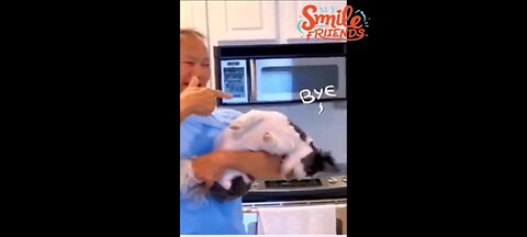 New Funny Videos 2024 😍 Funniest Cats & Dogs Videos🐶😹
