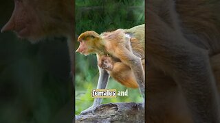 Bizarre Beauty of the Proboscis Monkey