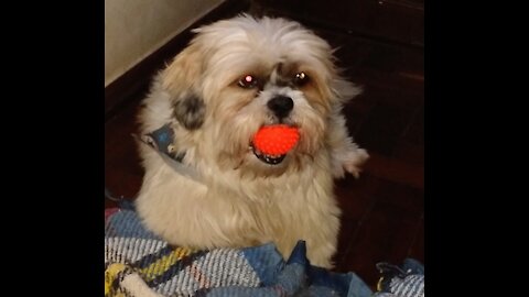 Fat puppy exercising