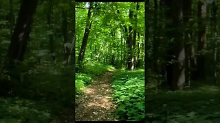 BANEASA Forest - Trailer, Bucharest - Ilfov | 4k Virtual Tour | #shorts