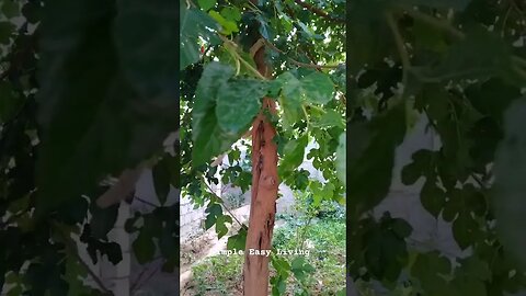 Kitten Climbing Tree #kitten #cat #animals #nature